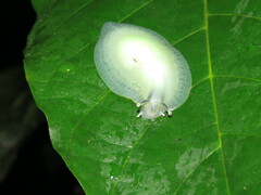 Gaeotis nigrolineata