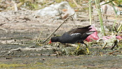 Gallinula chloropus