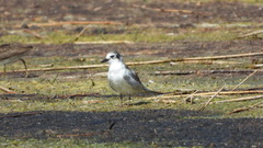 Chlidonias leucopterus