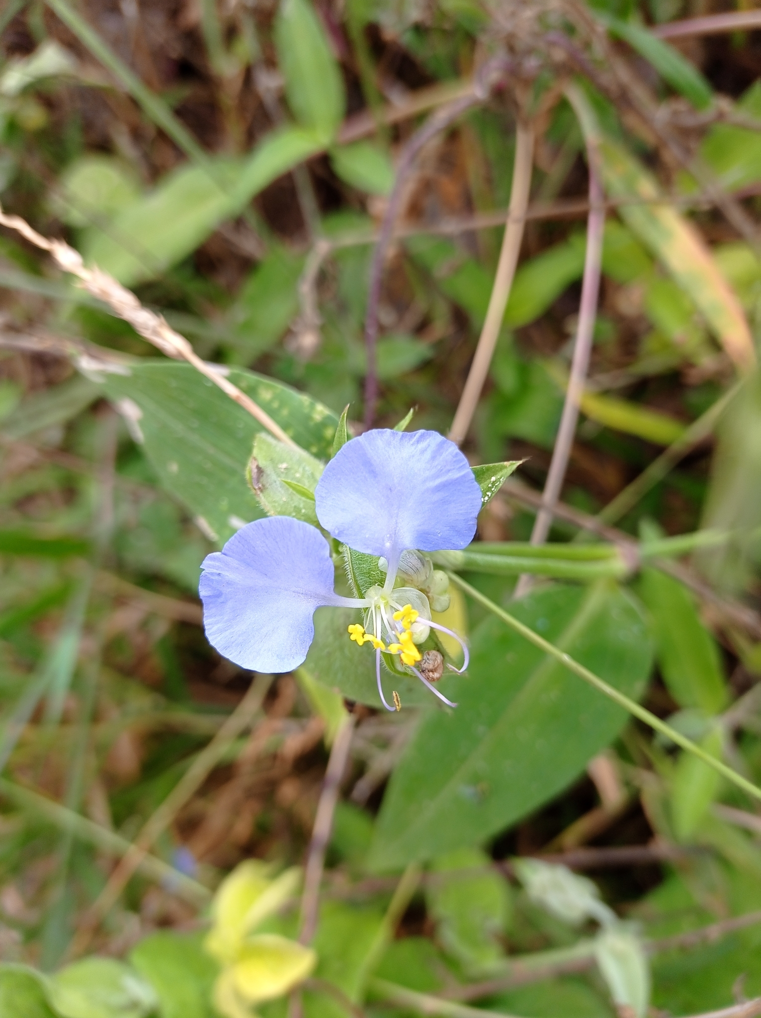 Commelina erecta