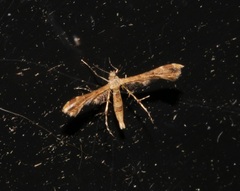 Nippoptilia cinctipedalis