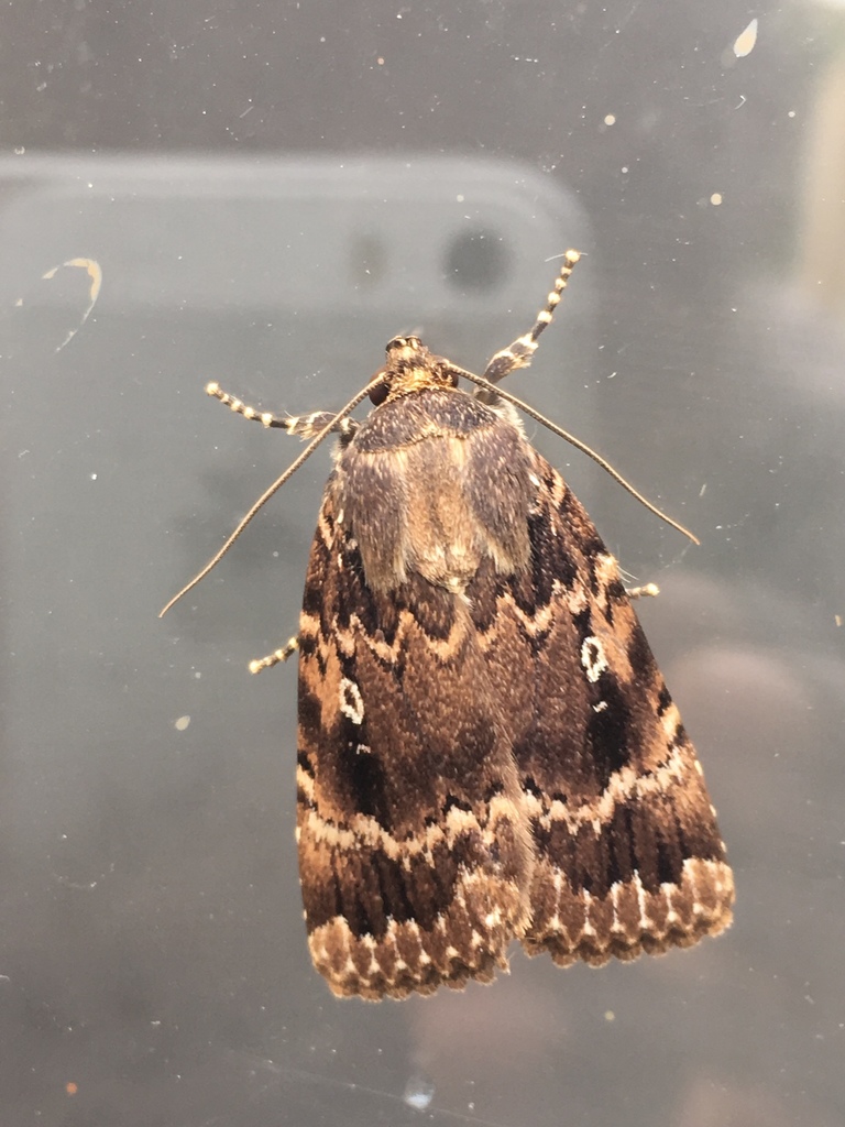 Eurasian Copper Underwing