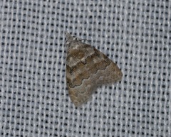 Nola bifascialis