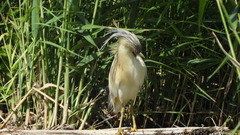 Ardeola ralloides
