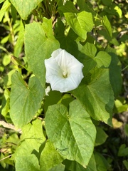 Calystegia sepium