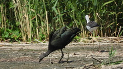 Plegadis falcinellus