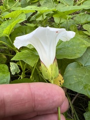 Calystegia sepium