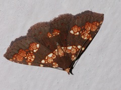 Saroba pustulifera