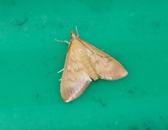 Crypsiptya coclesalis