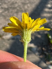 Crepis tectorum