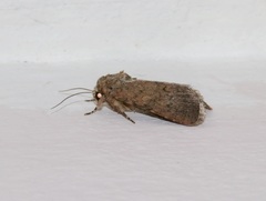 Spodoptera cilium