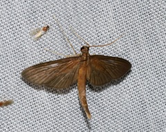 Hymenoptychis sordida