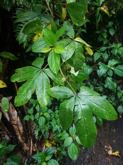 Rubus lineatus