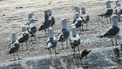 Larus armenicus