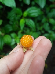 Rubus lineatus