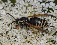 Dolichovespula arctica