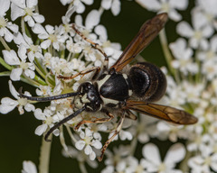Dolichovespula arctica