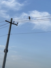 Elanus caeruleus vociferus