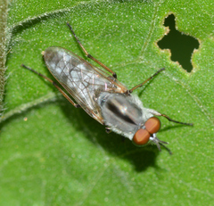 Ozodiceromyia notata