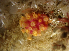 Alcyonium
