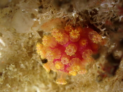 Alcyonium