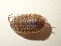 Protracheoniscus politus