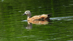 Tadorna ferruginea