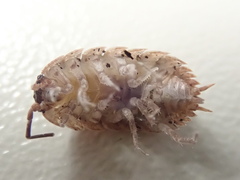 Protracheoniscus politus