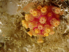 Alcyonium