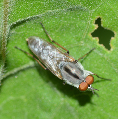 Ozodiceromyia notata