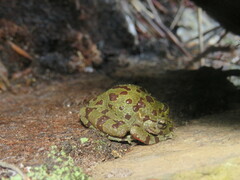 Heleophryne purcelli