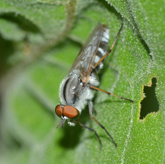 Ozodiceromyia notata