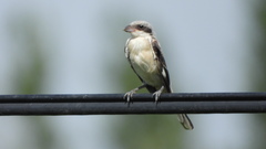 Lanius minor