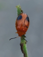 Oides palleata