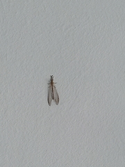 Neuroleon arenarius