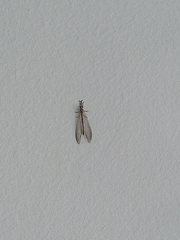 Neuroleon arenarius