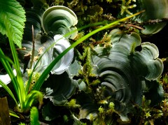 Cora glabrata