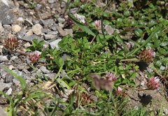 Trifolium thalii