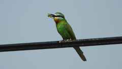 Merops persicus