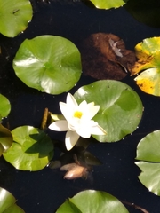 Nymphaea