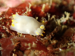 Polycera kernowensis