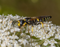 Philanthus solivagus