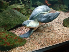 Carettochelys insculpta