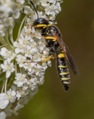 Philanthus solivagus