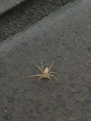Araneae