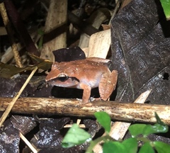 Platymantis corrugatus