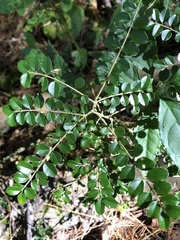 Ligustrum morrisonense