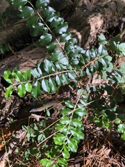 Ligustrum morrisonense