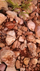 Australodindymus nigroruber