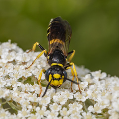 Philanthus solivagus